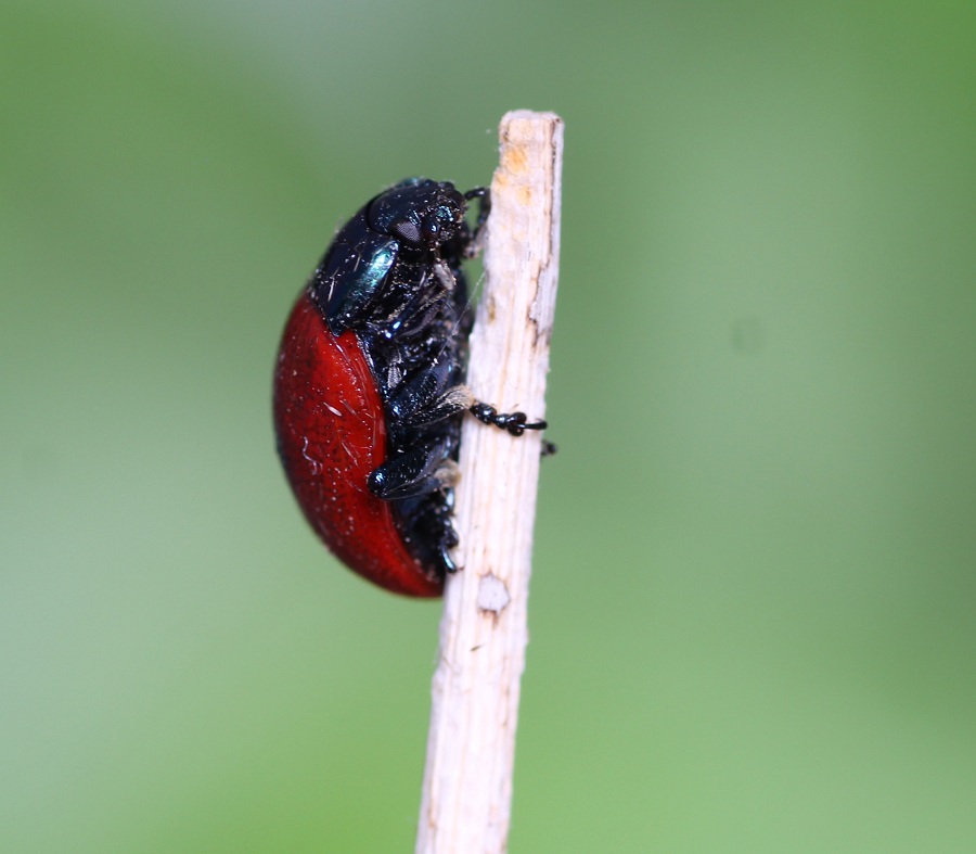 Chrysolina grossa, Chrysomelidae