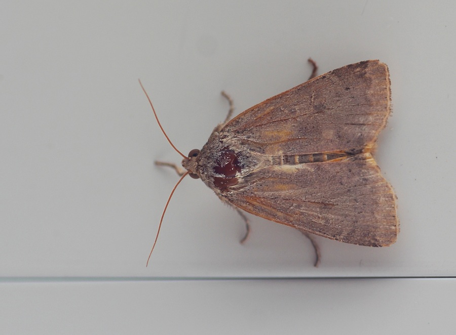 farfalla da id - Noctua comes, Noctuidae