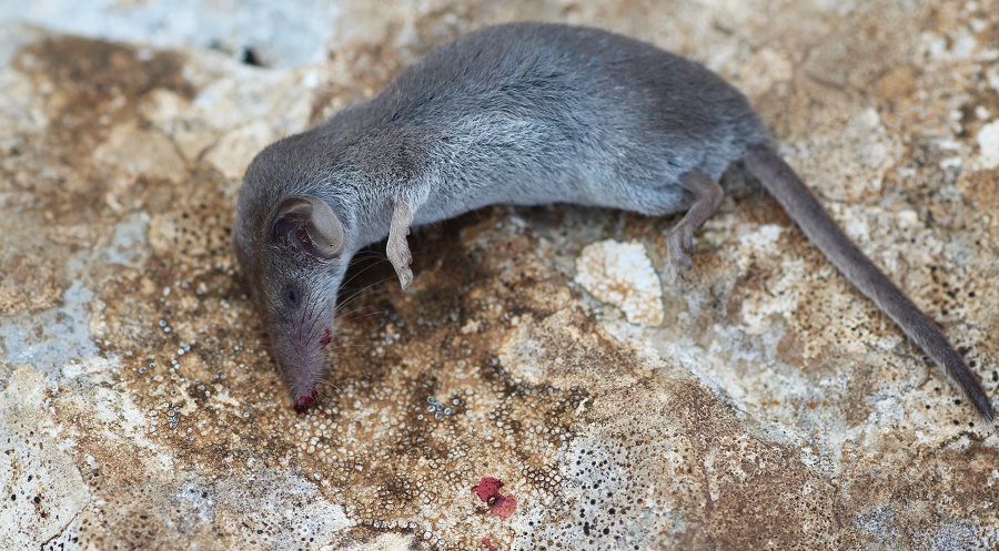 Toporagno?  Crocidura suaevolens