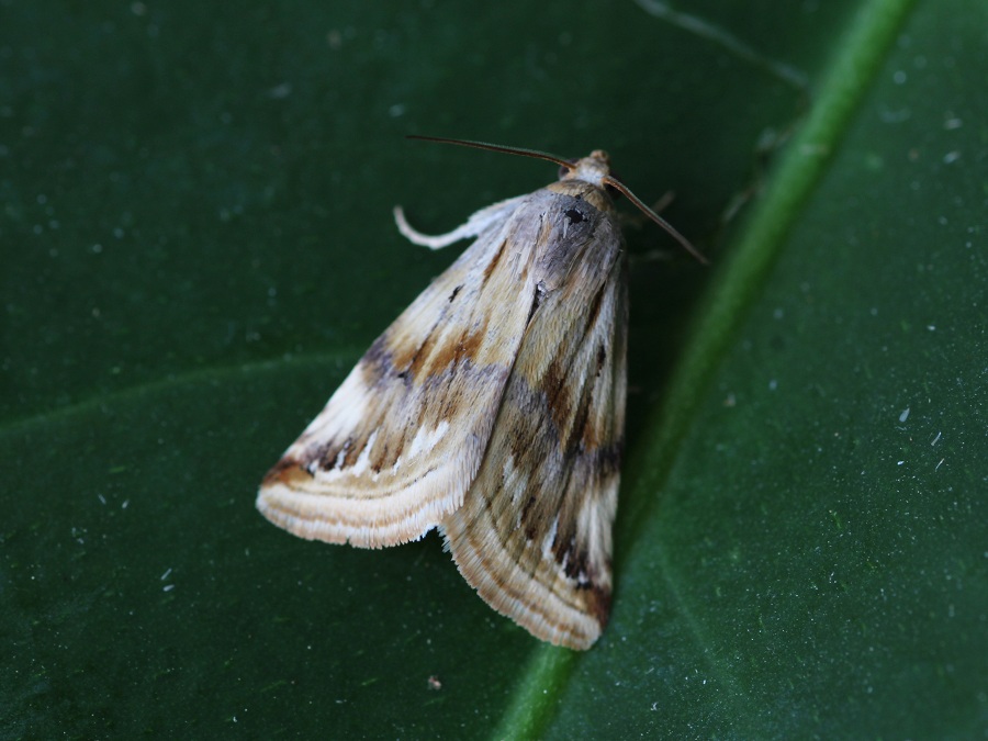 Eublemma ostrina, Erebidae