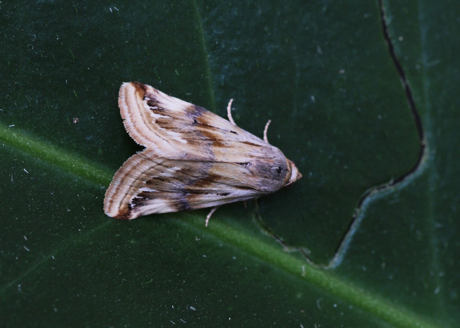 Eublemma ostrina, Erebidae