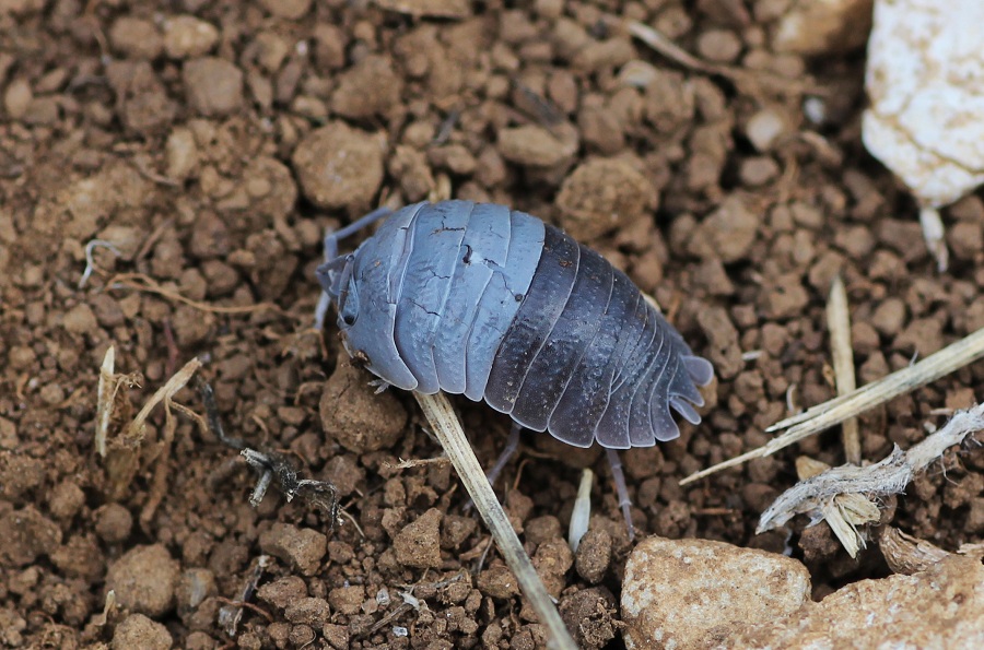 Armadillidium vulgare bicolor ? No, Porcellio sp. (Porcellionidae) in muta