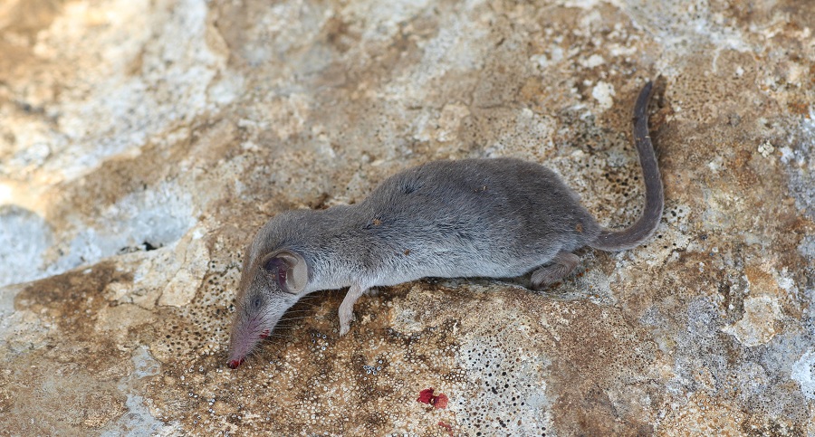 Toporagno?  Crocidura suaevolens