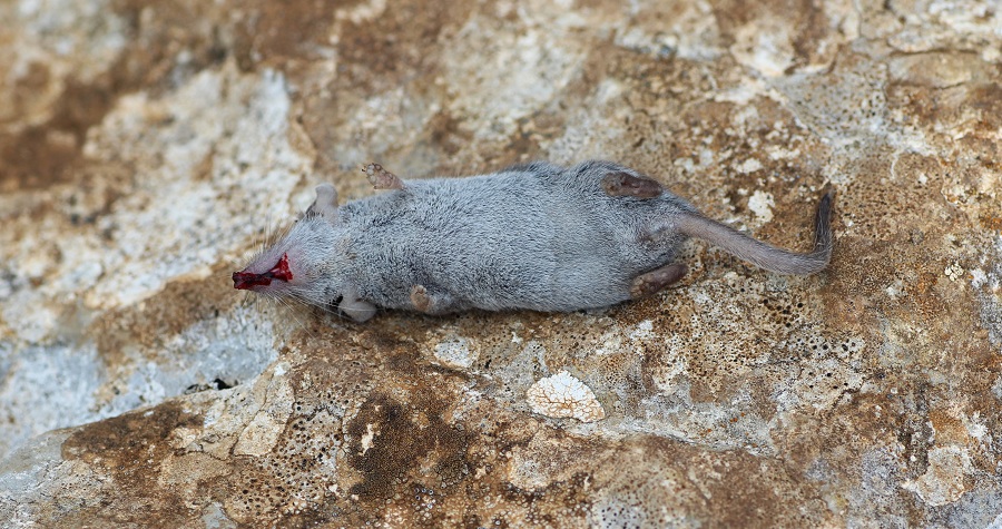 Toporagno?  Crocidura suaevolens