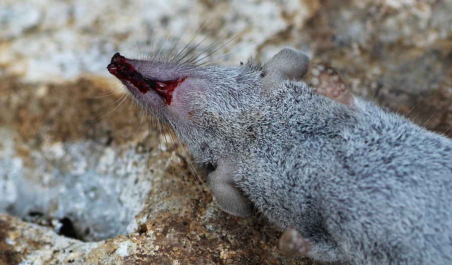 Toporagno?  Crocidura suaevolens