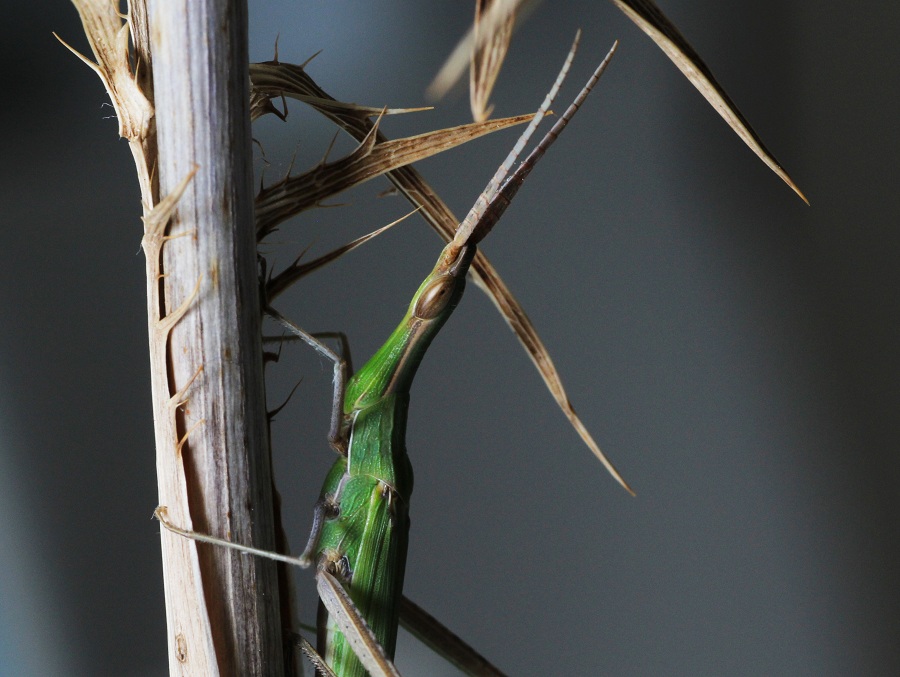 Acrida ungarica mediterranea