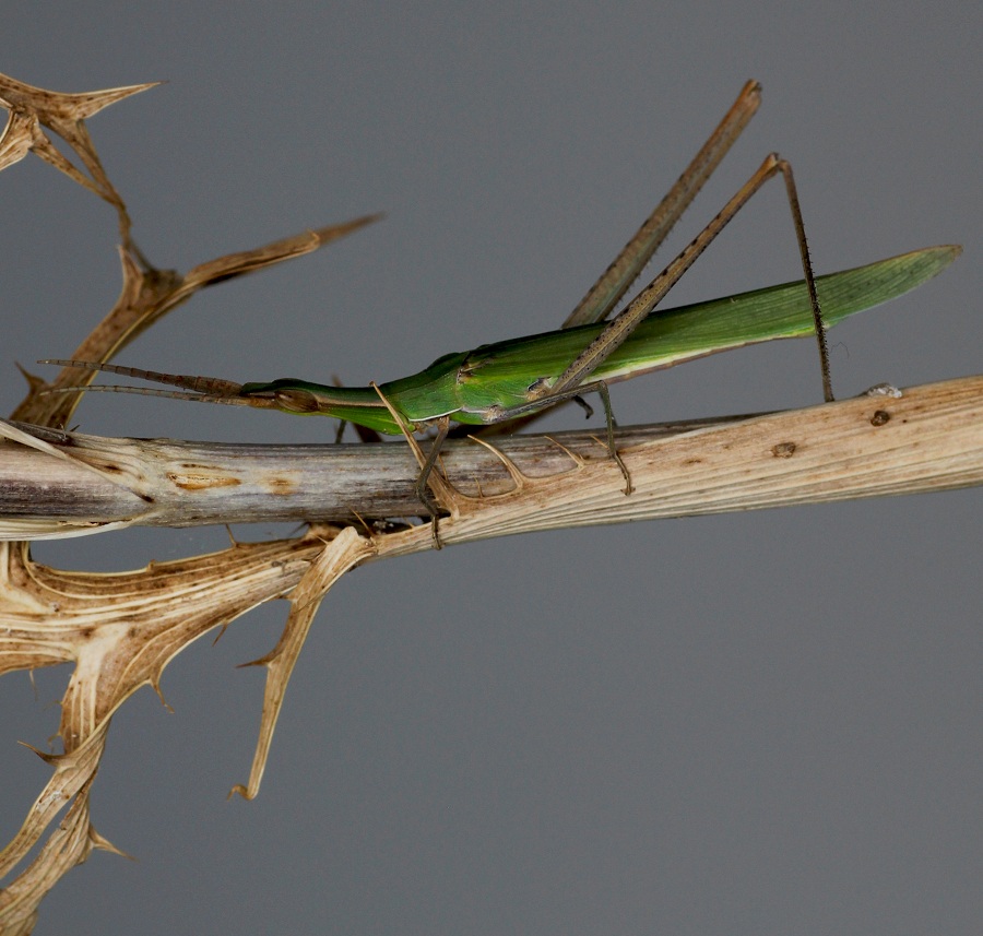 Acrida ungarica mediterranea