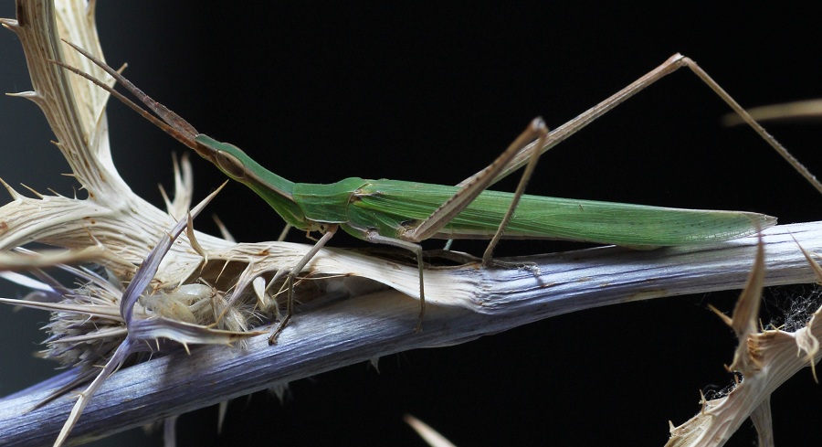 Acrida ungarica mediterranea