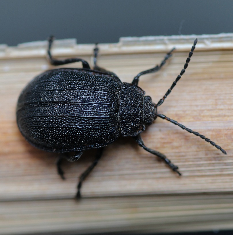 Galeruca tanaceti (cfr.), Chrysomelidae