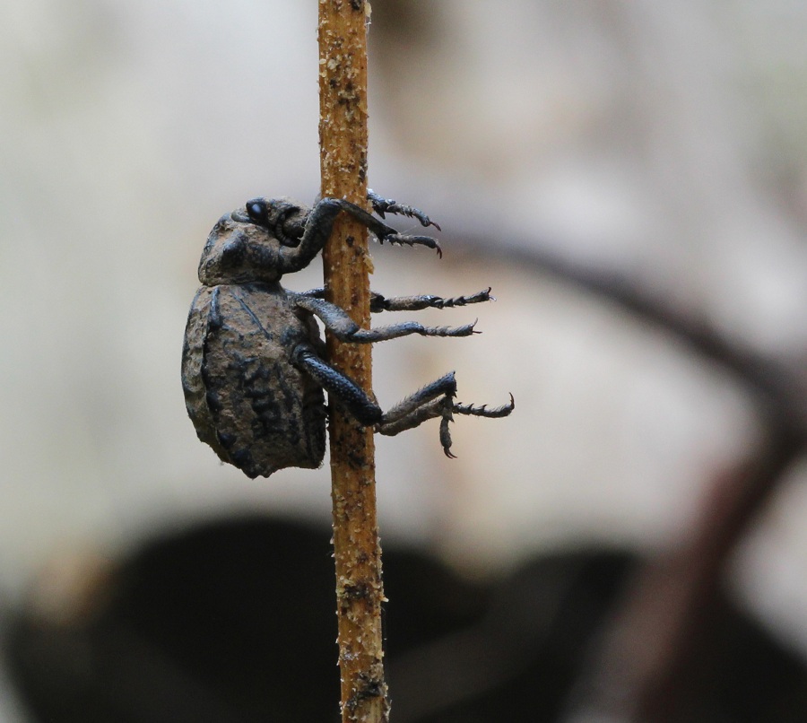 Brachyceridae: Brachycerus undatus