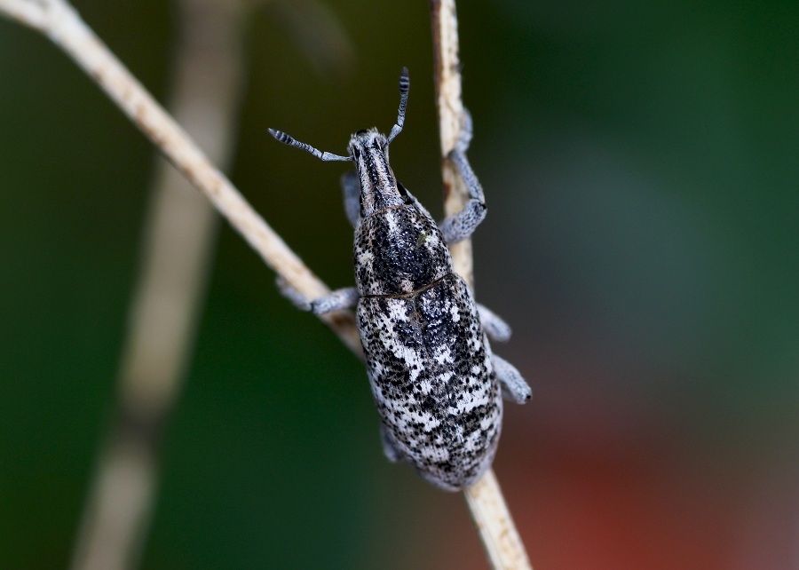 Curculionidae: Cyphocleonus dealbatus