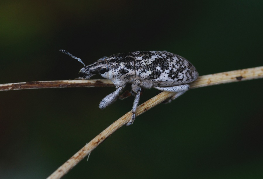 Curculionidae: Cyphocleonus dealbatus