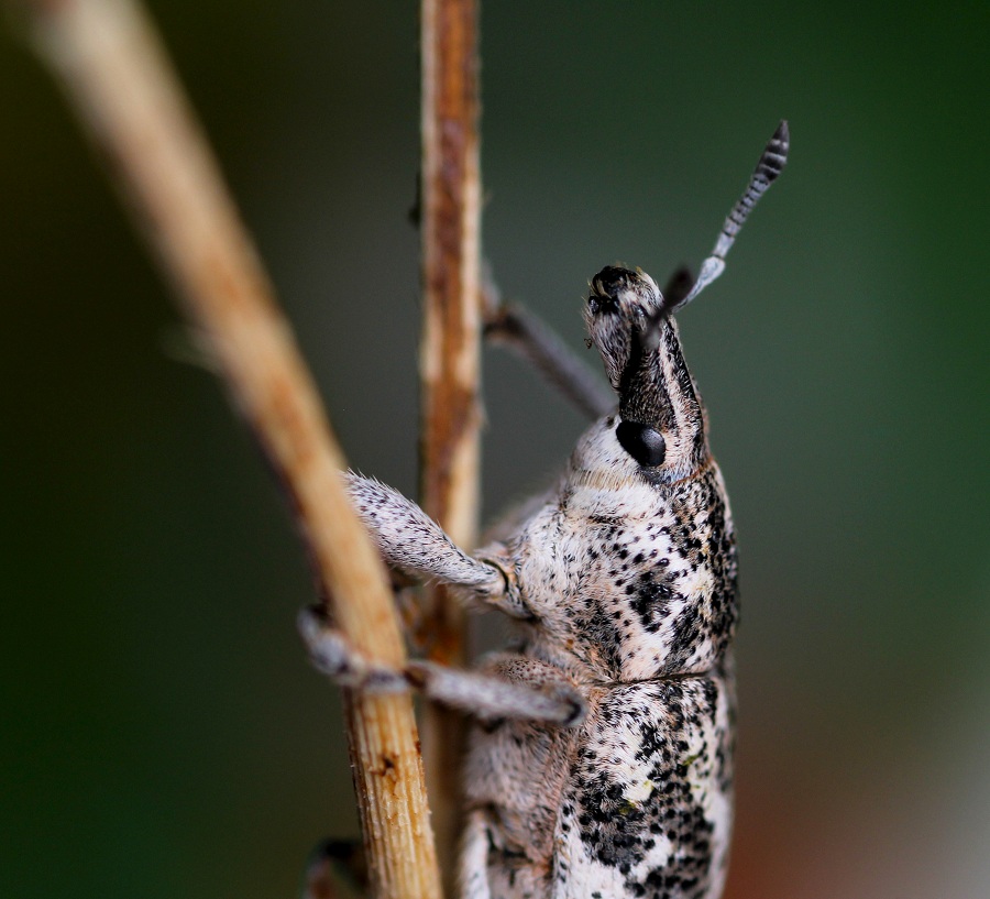 Curculionidae: Cyphocleonus dealbatus