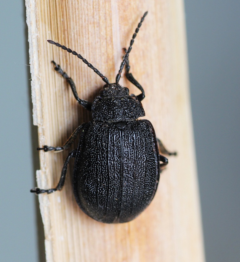 Galeruca tanaceti (cfr.), Chrysomelidae