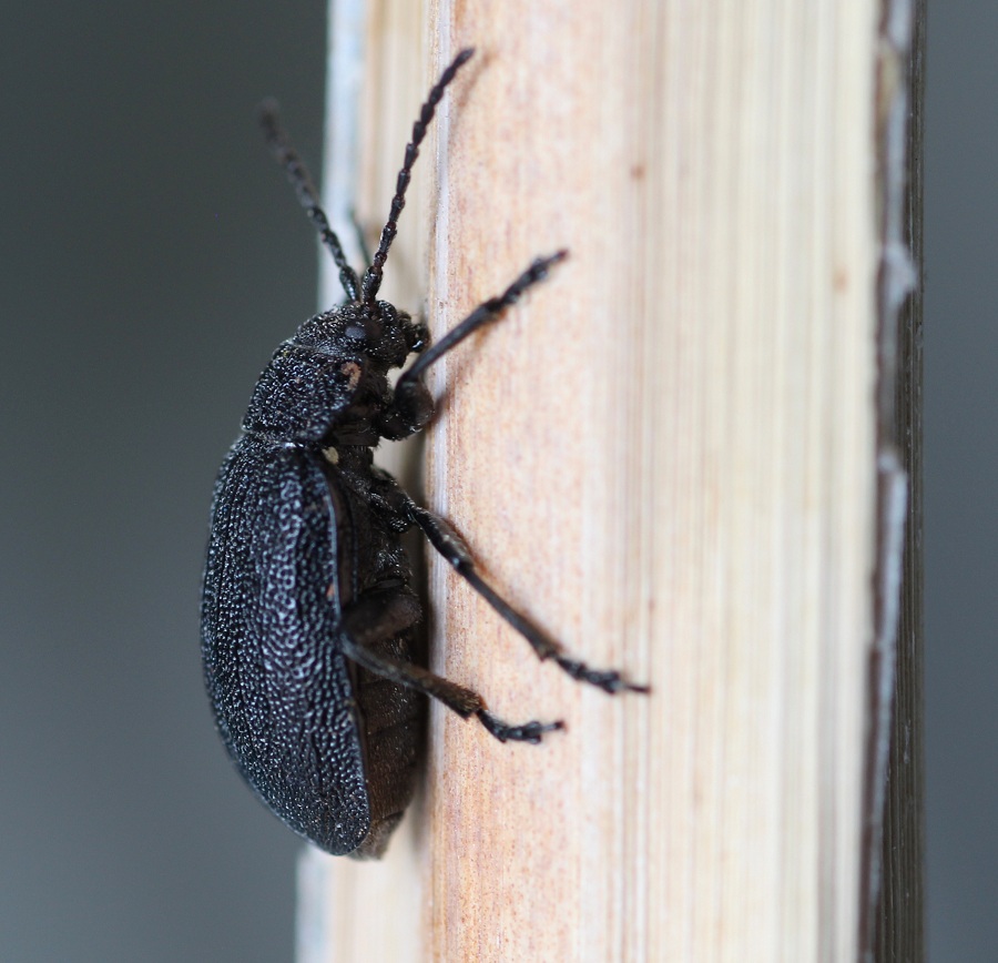 Galeruca tanaceti (cfr.), Chrysomelidae
