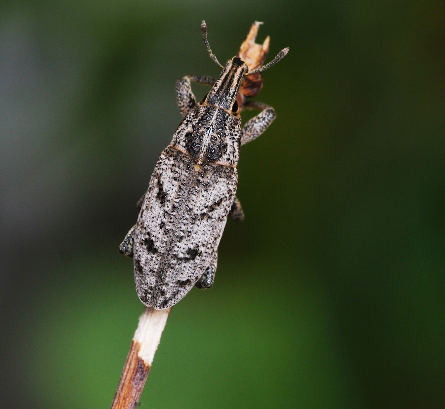 Curculionidae: Cleonis pigra