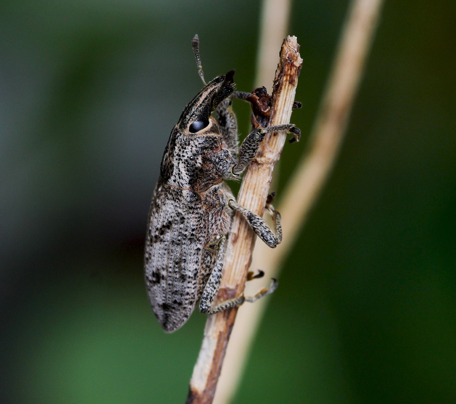 Curculionidae: Cleonis pigra