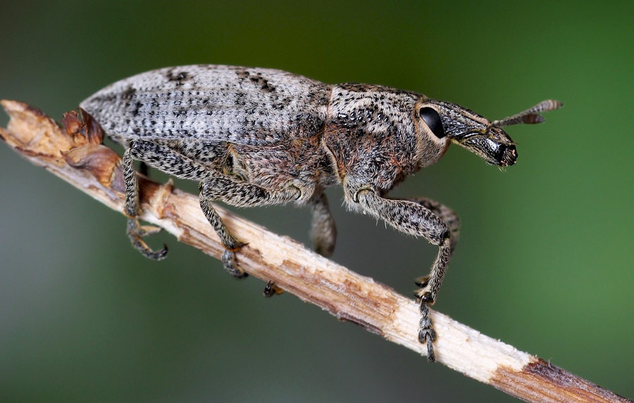 Curculionidae: Cleonis pigra