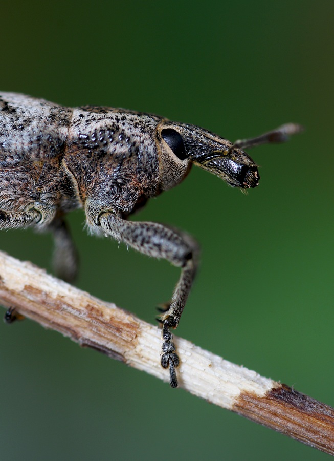 Curculionidae: Cleonis pigra