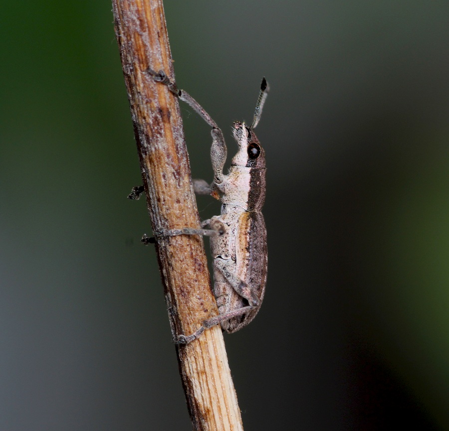 Piccolo Curculionidae:  Charagmus intermedius