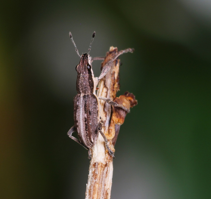 Piccolo Curculionidae:  Charagmus intermedius