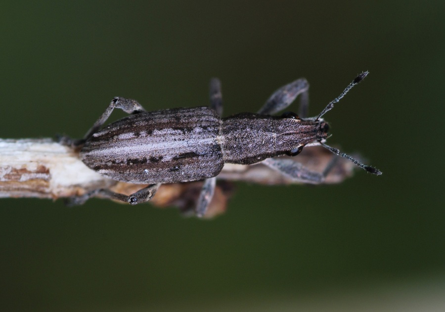 Piccolo Curculionidae:  Charagmus intermedius