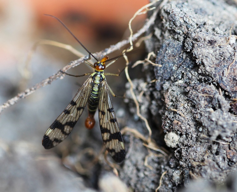 Da determinare:  Panorpa gr. cognata, maschio