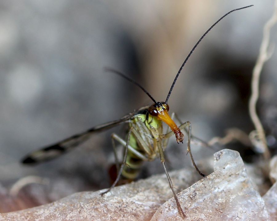 Da determinare:  Panorpa gr. cognata, maschio