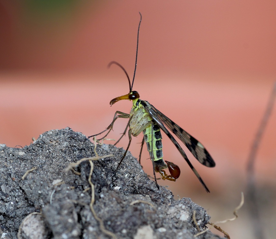 Da determinare:  Panorpa gr. cognata, maschio