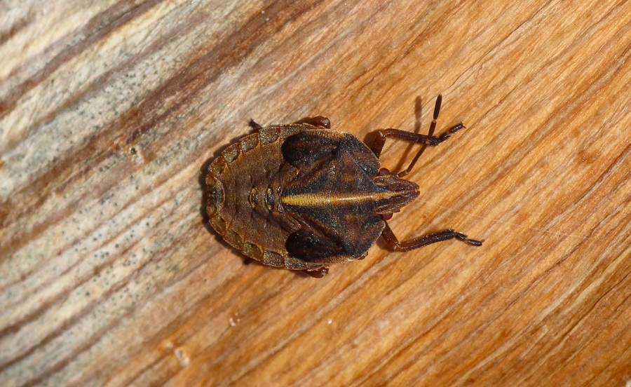 Pentatomidae: ninfa di Graphosoma semipunctatum