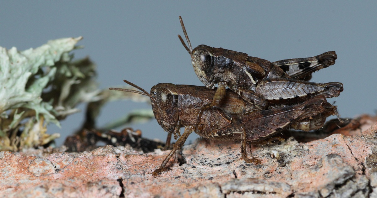Pezotettix giornae (Acrididae) in accoppiamento