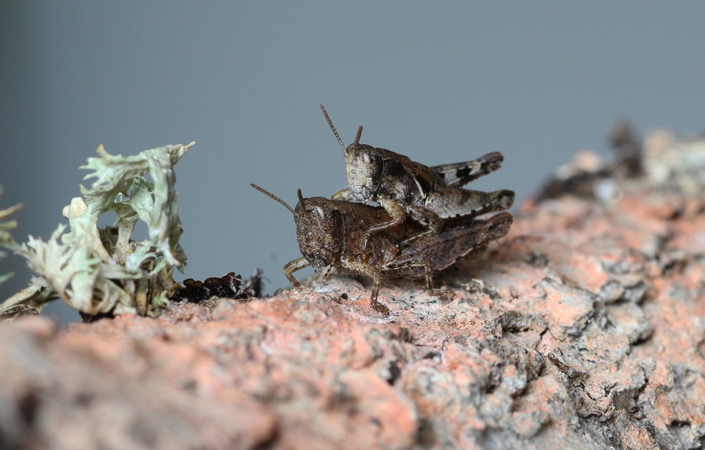 Pezotettix giornae (Acrididae) in accoppiamento