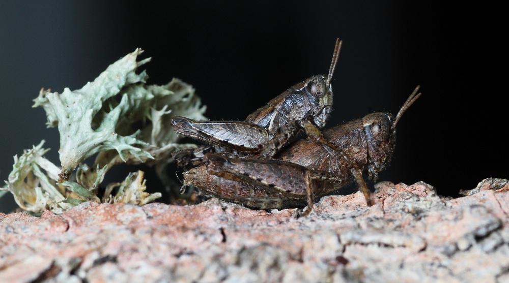 Pezotettix giornae (Acrididae) in accoppiamento