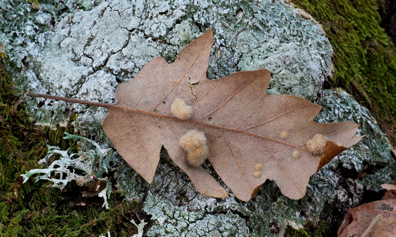 Galla di Neuroterus lanuginosus? No, di Dryomyia circinans, Diptera, Cecidomyidae