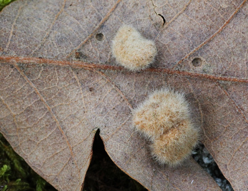 Galla di Neuroterus lanuginosus? No, di Dryomyia circinans, Diptera, Cecidomyidae