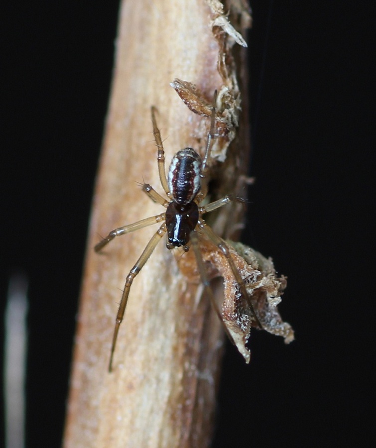 Linyphiidae: cfr. Frontinellina frutetorum    - Manfredonia Gergano (FG)