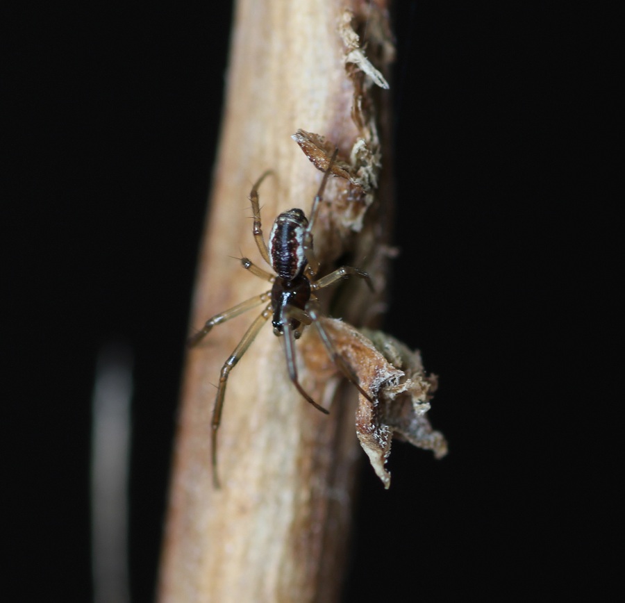 Linyphiidae: cfr. Frontinellina frutetorum    - Manfredonia Gergano (FG)