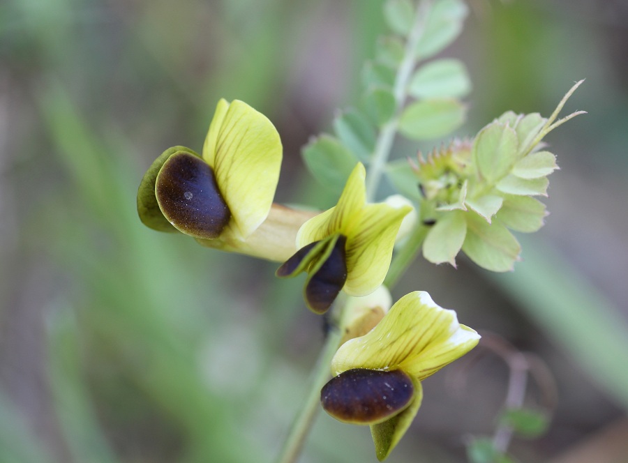 Vicia melanops / Veccia macchiata