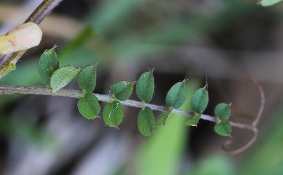 Vicia melanops / Veccia macchiata