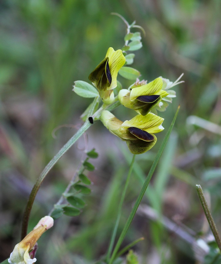 Vicia melanops / Veccia macchiata