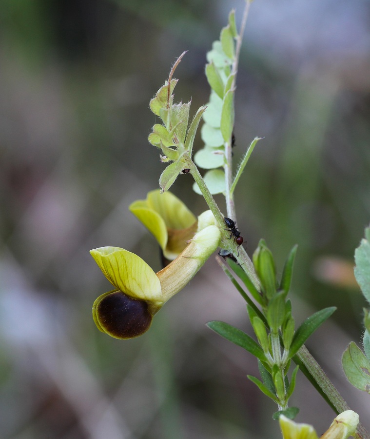 Vicia melanops / Veccia macchiata