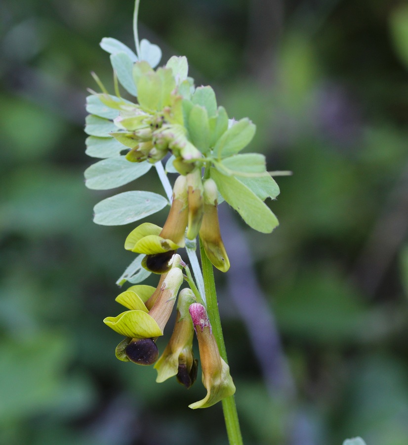 Vicia melanops / Veccia macchiata