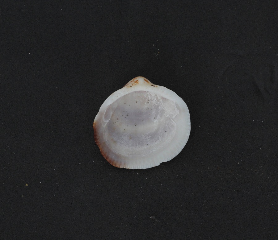 mollusco 8da id