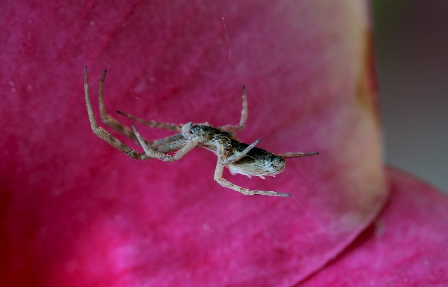 Uloborus walkenaerius - Manfredonia Gargano (FG)