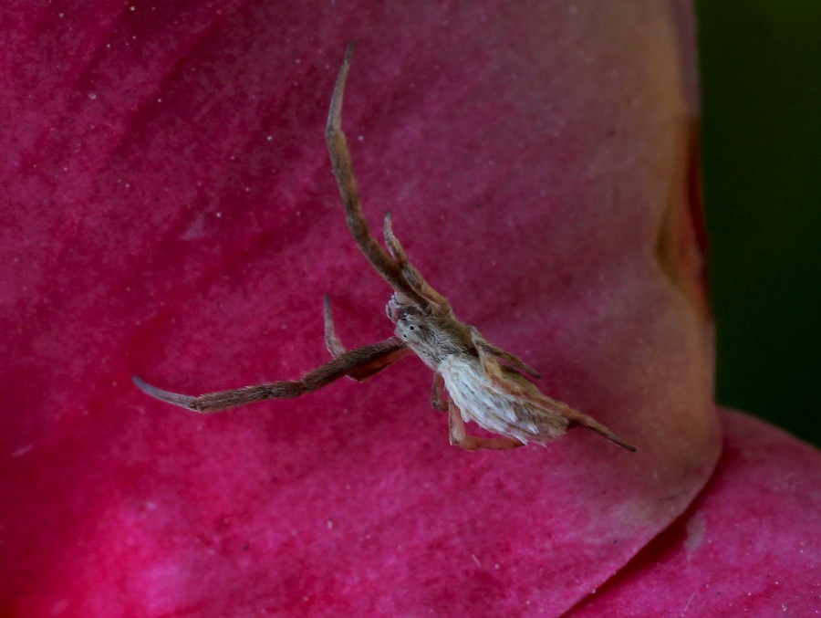 Uloborus walkenaerius - Manfredonia Gargano (FG)