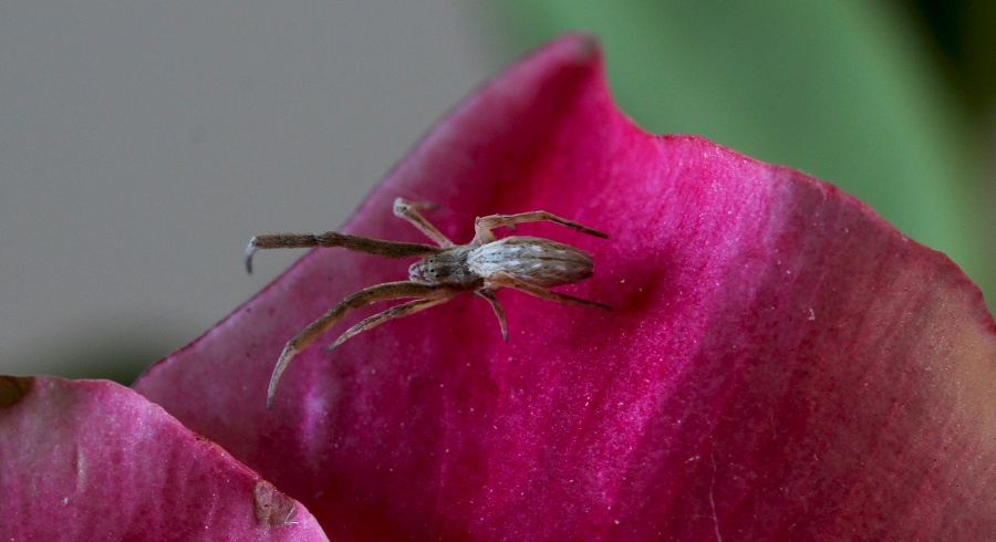 Uloborus walkenaerius - Manfredonia Gargano (FG)