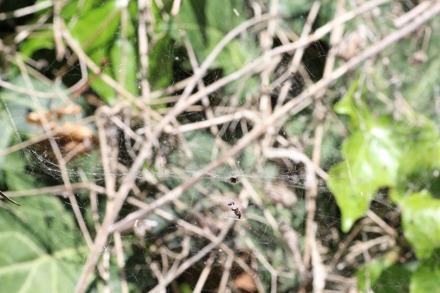 Uloborus walkenaerius - Manfredonia Gargano (FG)