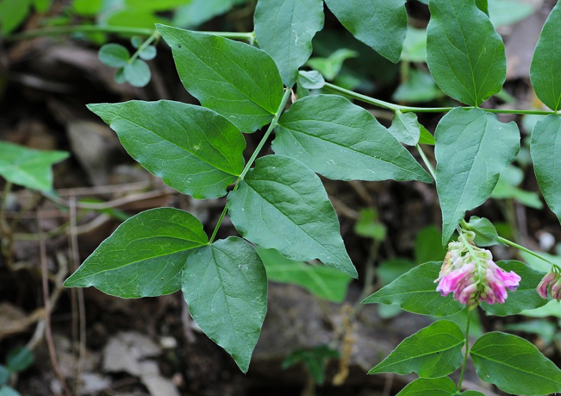 Lathyrus venetus / Cicerchia veneta
