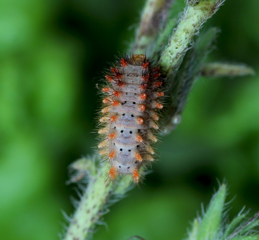 Da determinare - Zerynthia (Zerynthia) cassandra, Papilionidae