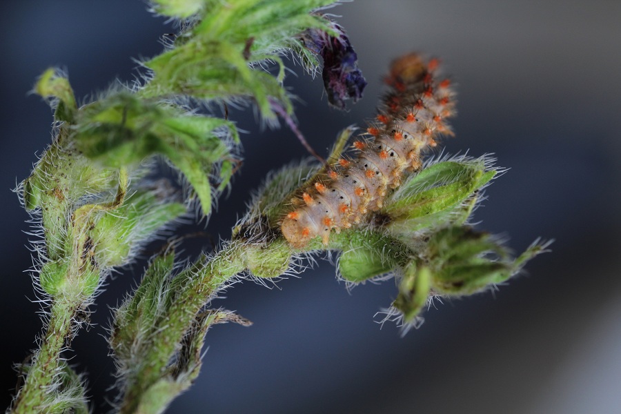 Da determinare - Zerynthia (Zerynthia) cassandra, Papilionidae